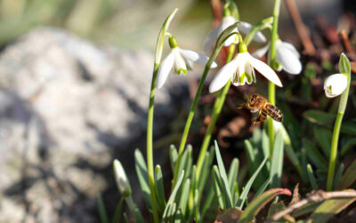 März – Was tun die Bienen?